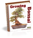 Growing Bonsai 