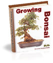Growing Bonsai